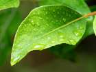 USA-Washington State Raindrops on Rhododendron leaves Art Print